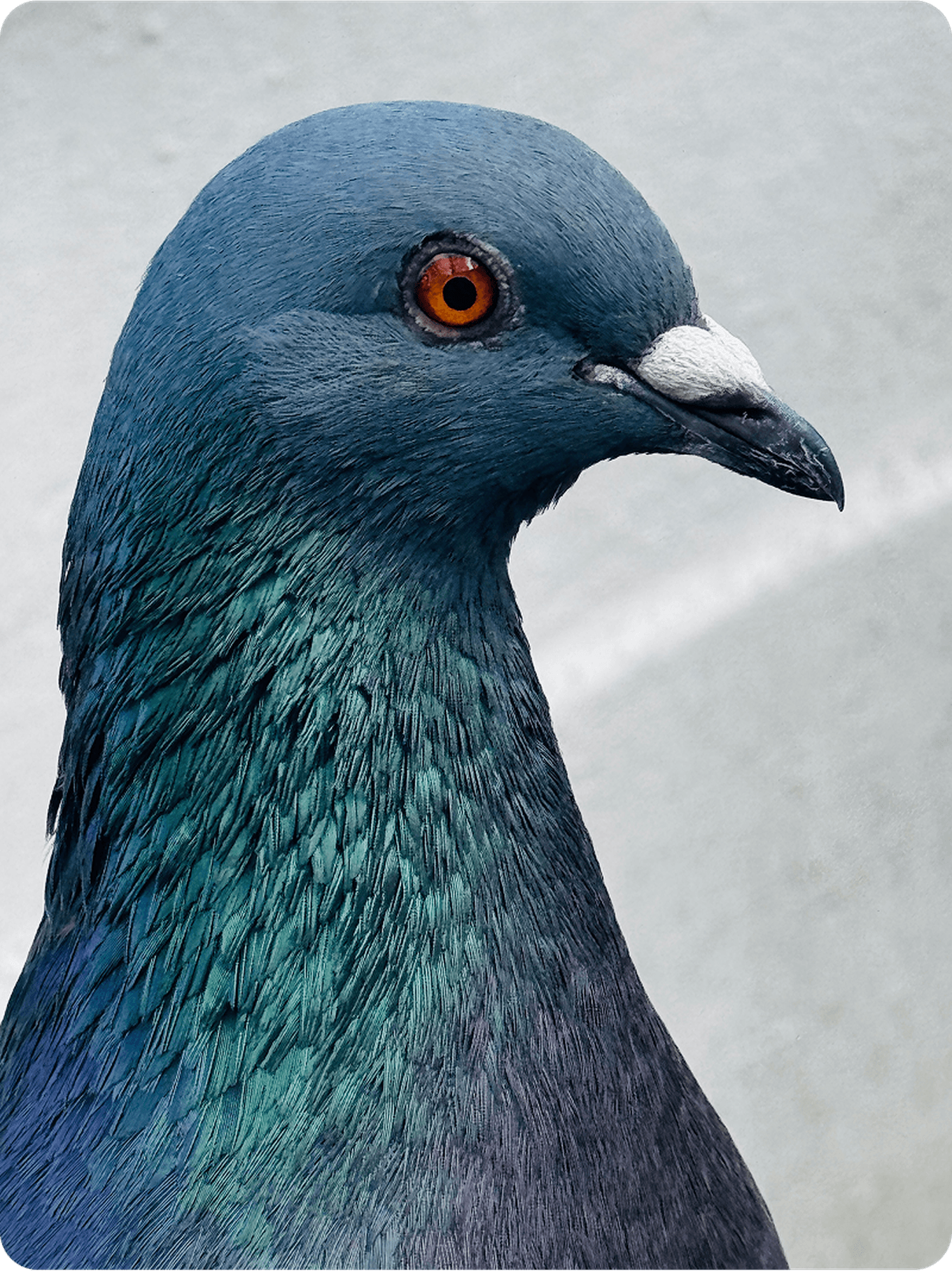 Close-up of a pigeon with iridescent blue and green feathers and a vivid orange eye, set against a neutral background.