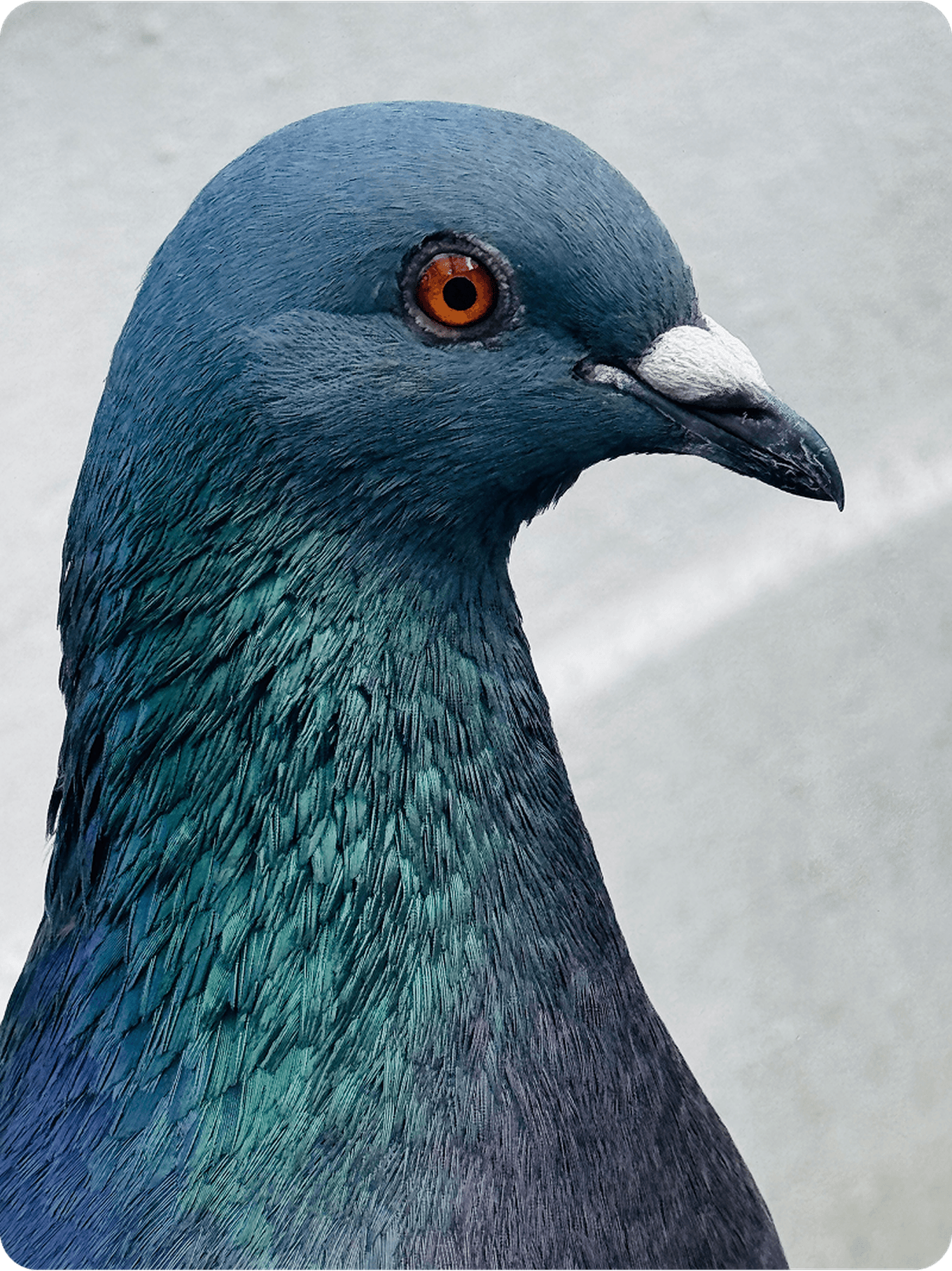 Close-up of a pigeon with iridescent blue and green feathers and a striking orange eye, set against a light gray background.