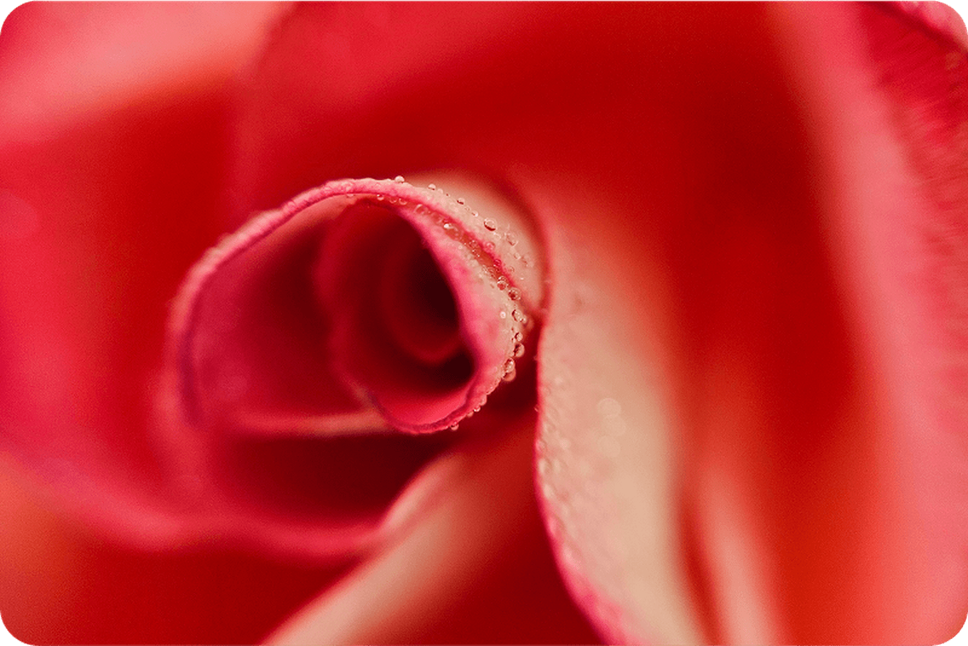Close-up of a pink rose with delicate petals and dewdrops, creating a soft and romantic atmosphere.