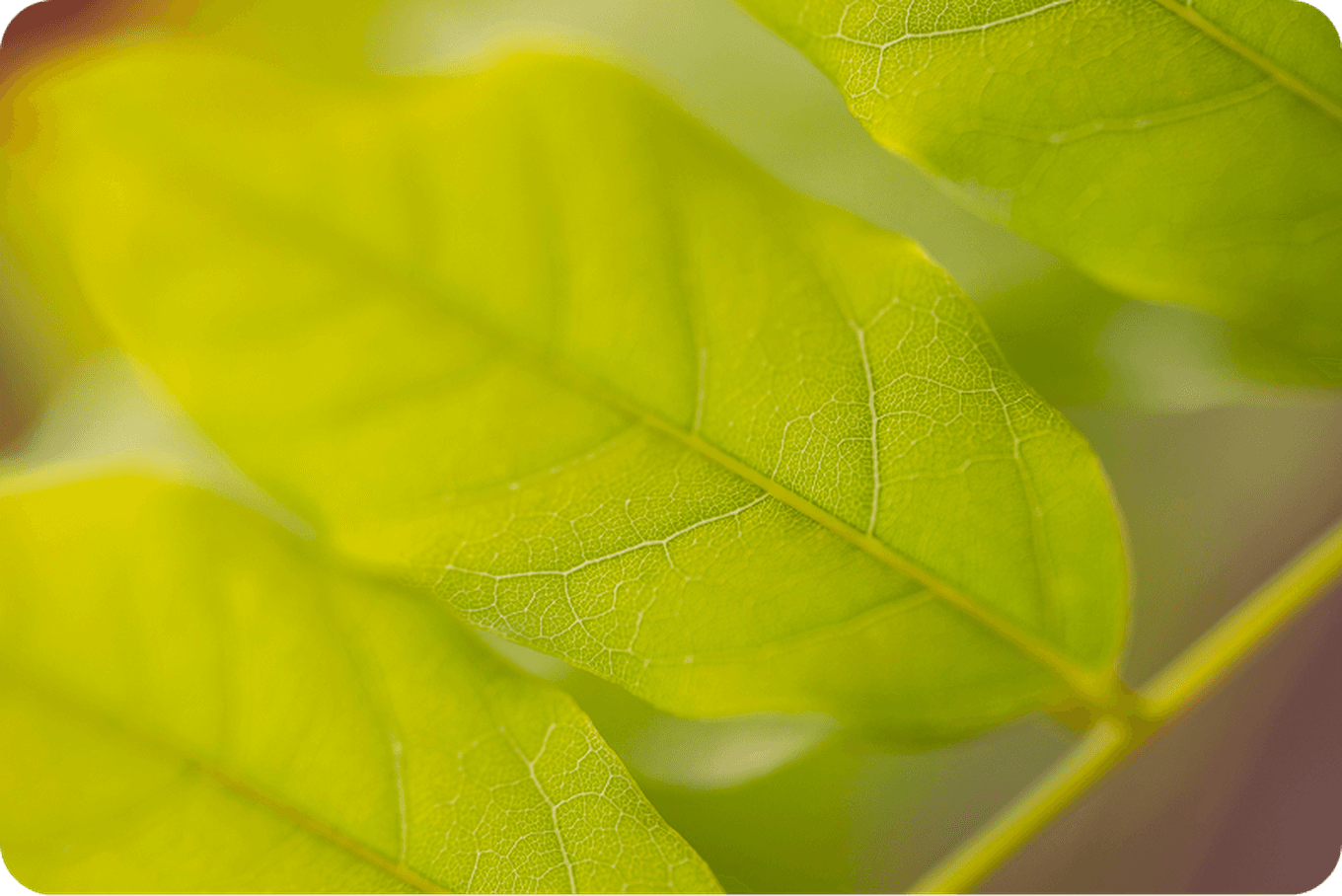 Close-up of vibrant green leaves with visible veins, softly lit, creating a fresh and natural atmosphere.