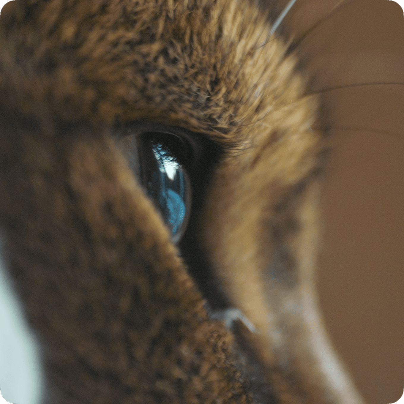 Close-up of an animal's eye, showing detailed fur texture and reflection in the pupil.