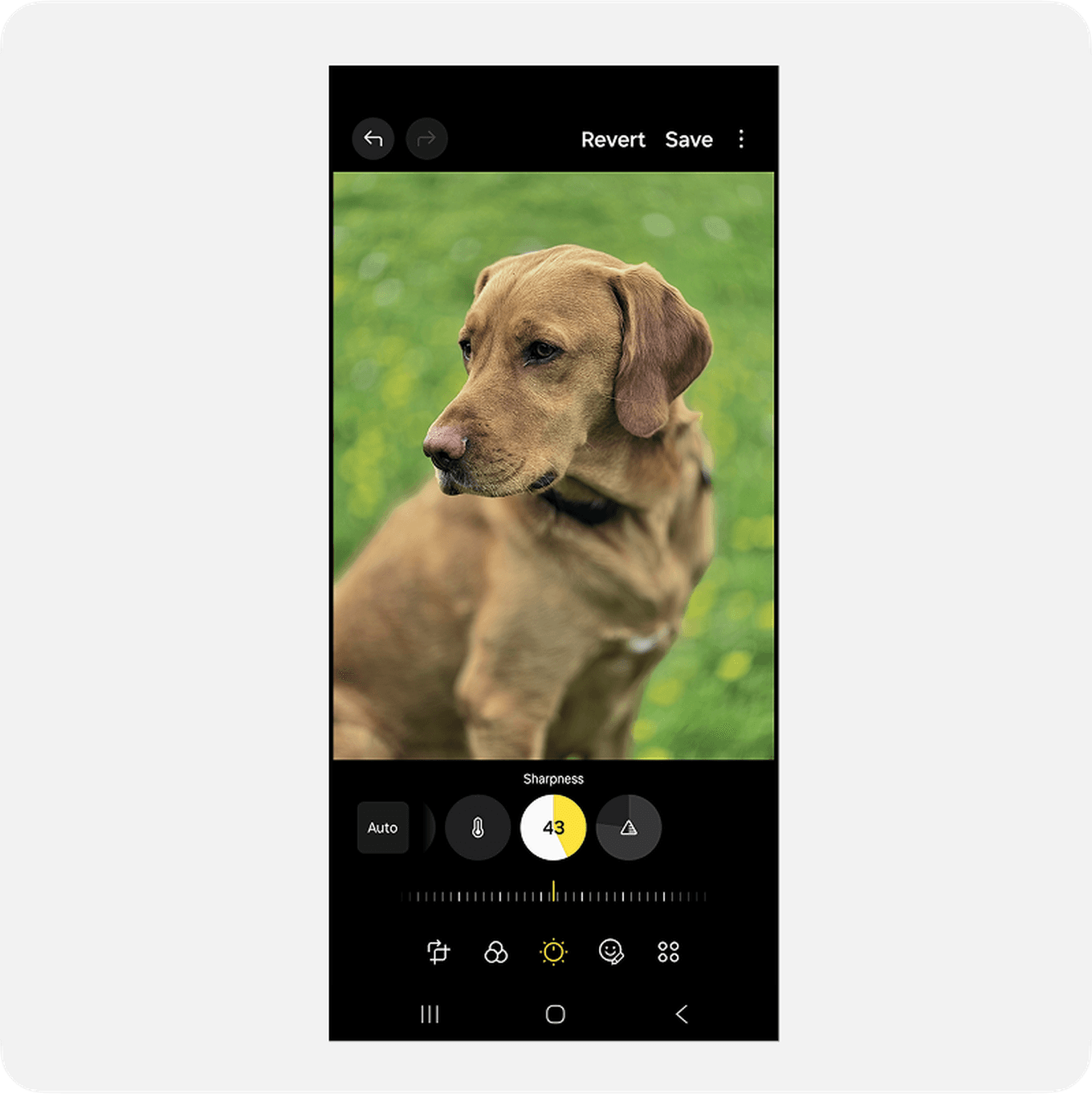 Photo editing app interface showing a dog with brown fur against a green background, focusing on sharpness adjustment.