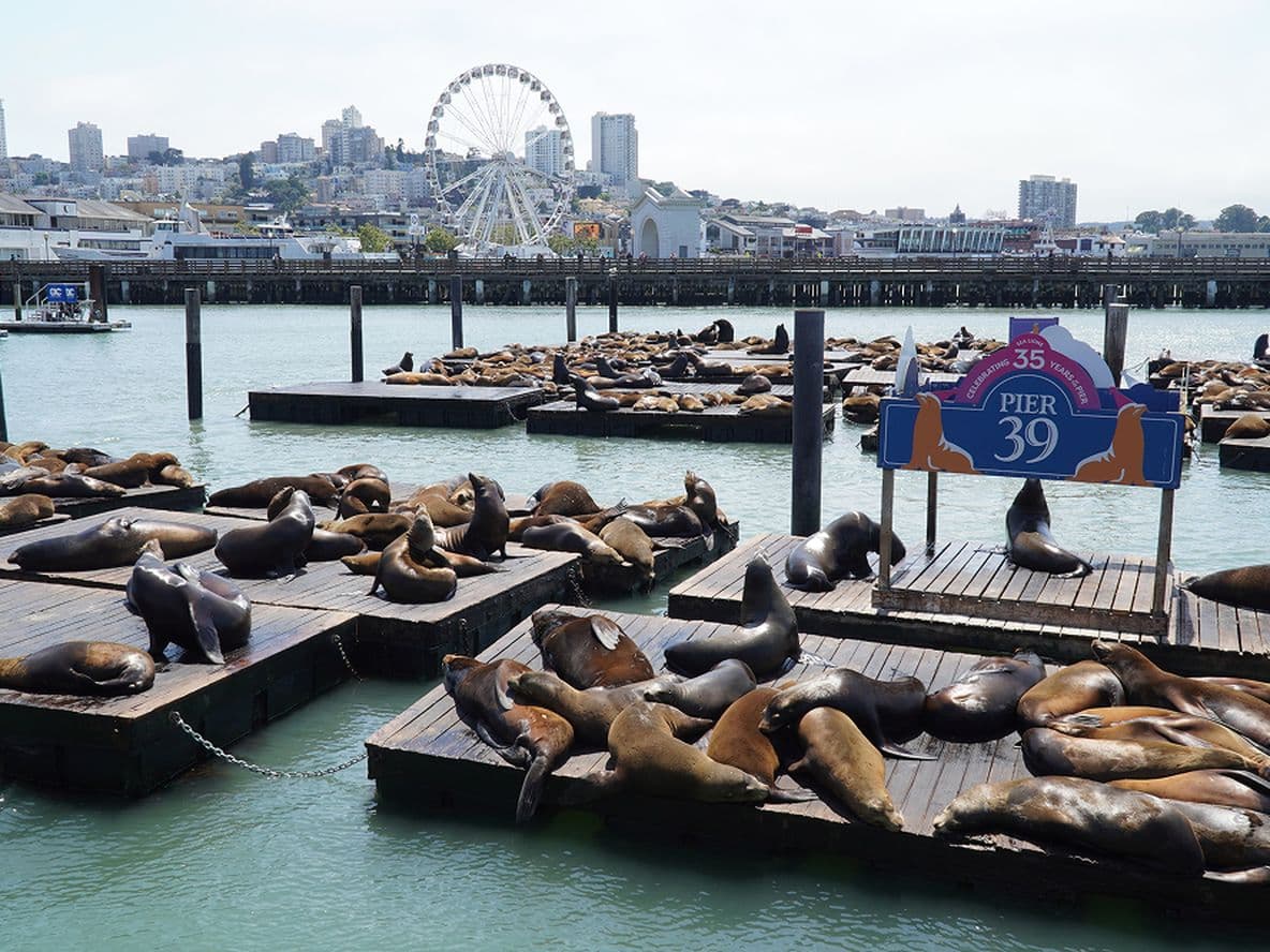 Scores of sea lions basking on Pier 39, San Francisco