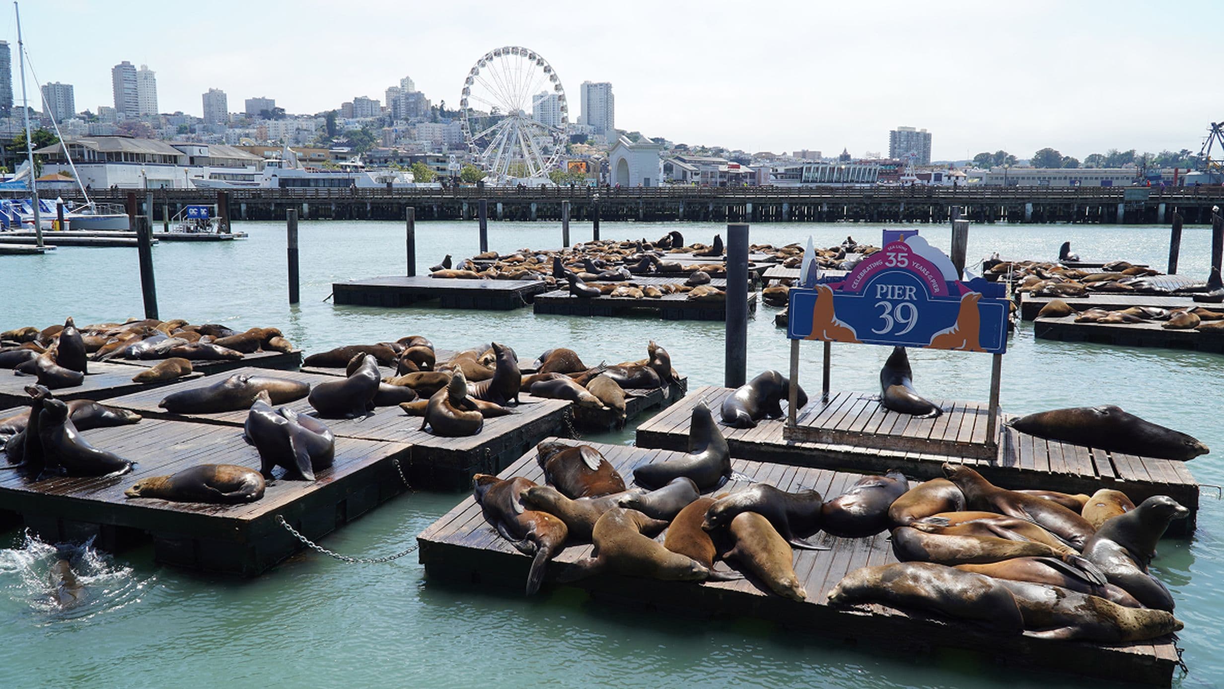 Scores of sea lions basking on Pier 39, San Francisco