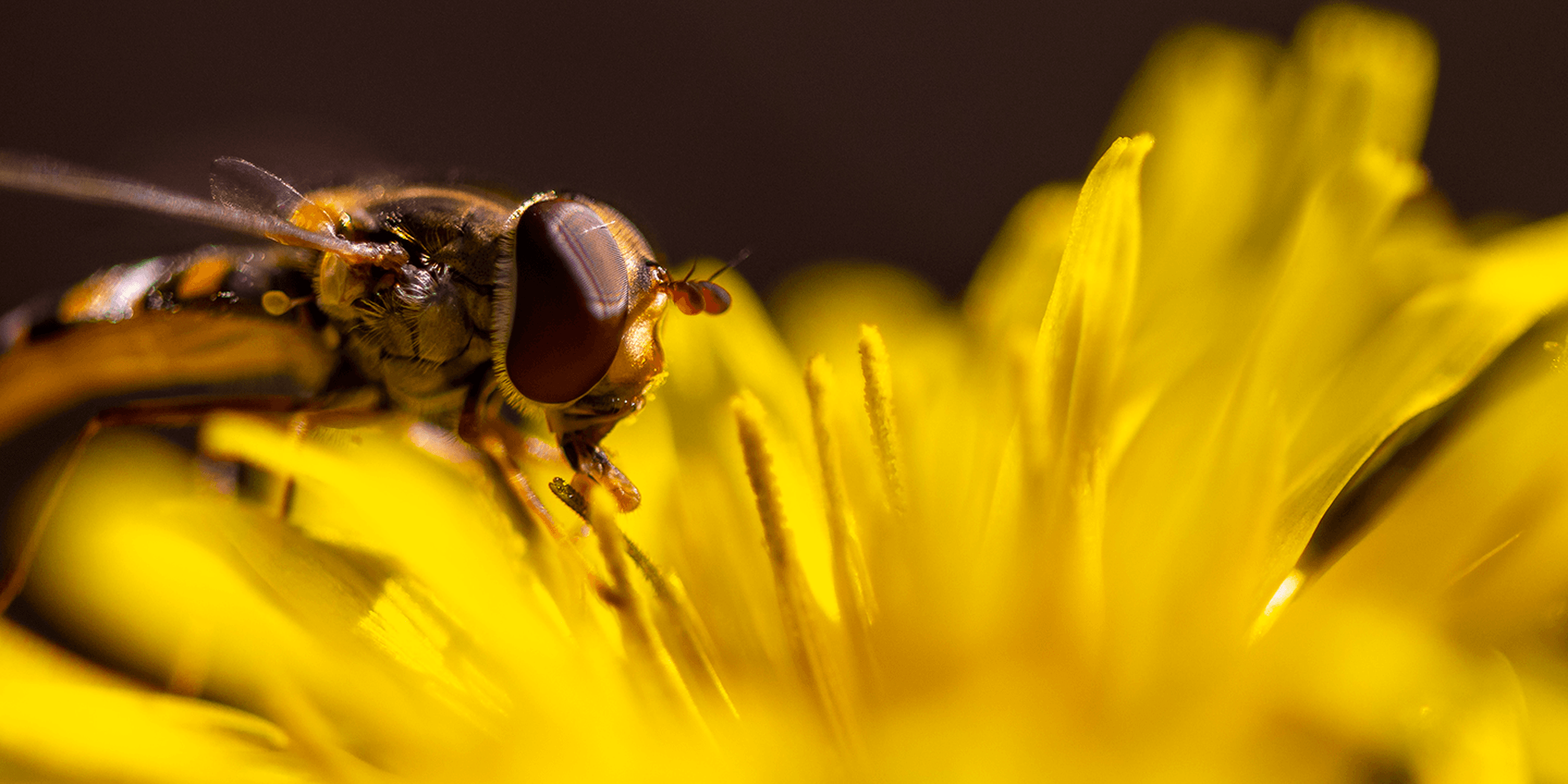 Close-up of a hoverfly with large eyes perched on a vibrant yellow flower, against a dark blurred background.