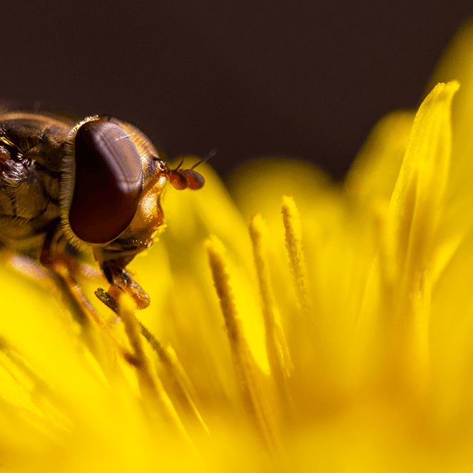 Close-up of a hoverfly with large eyes perched on a vibrant yellow flower, against a dark blurred background.