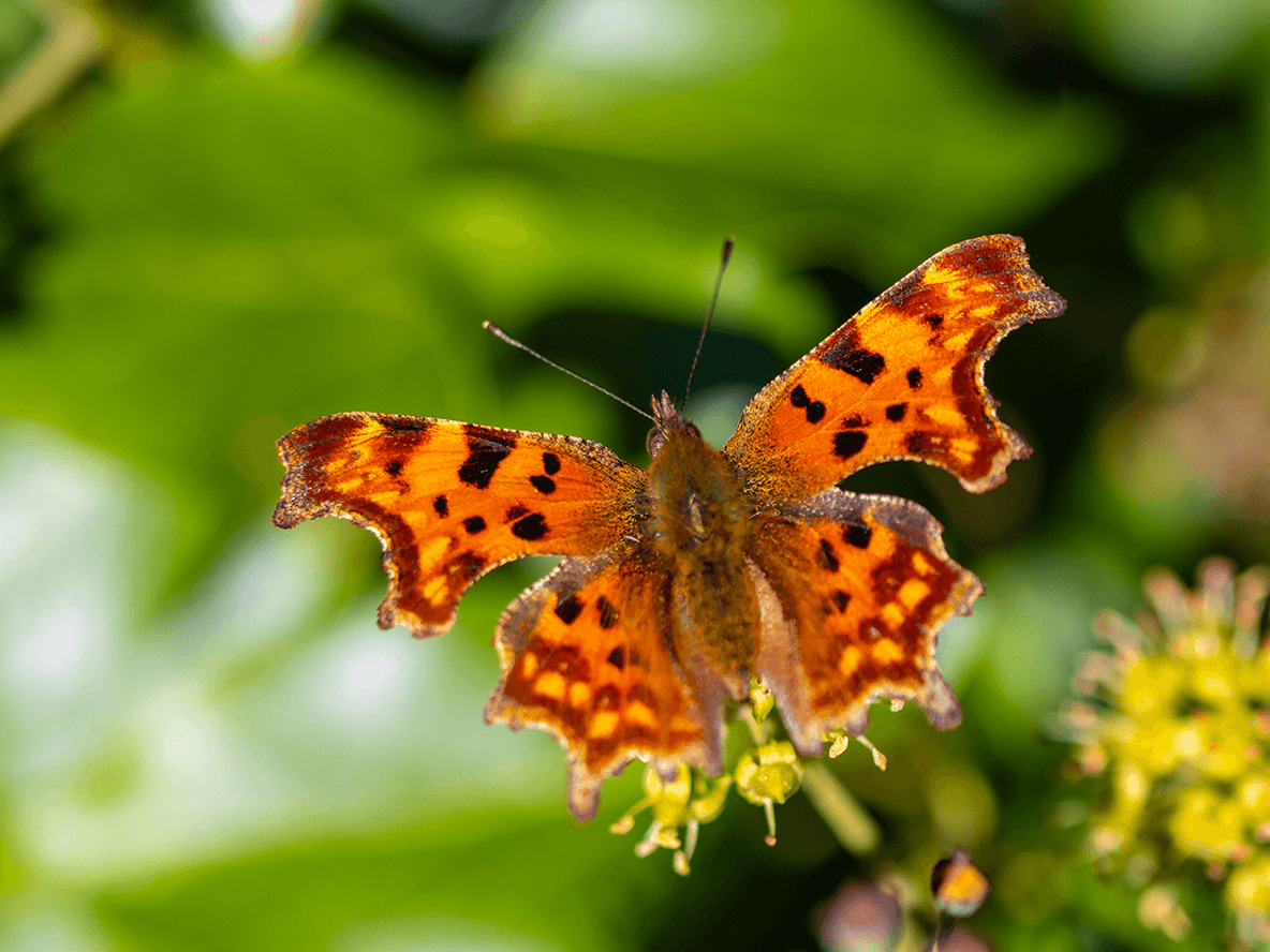 Orange and black butterfly perched on a small flower, surrounded by lush green leaves in a garden setting.