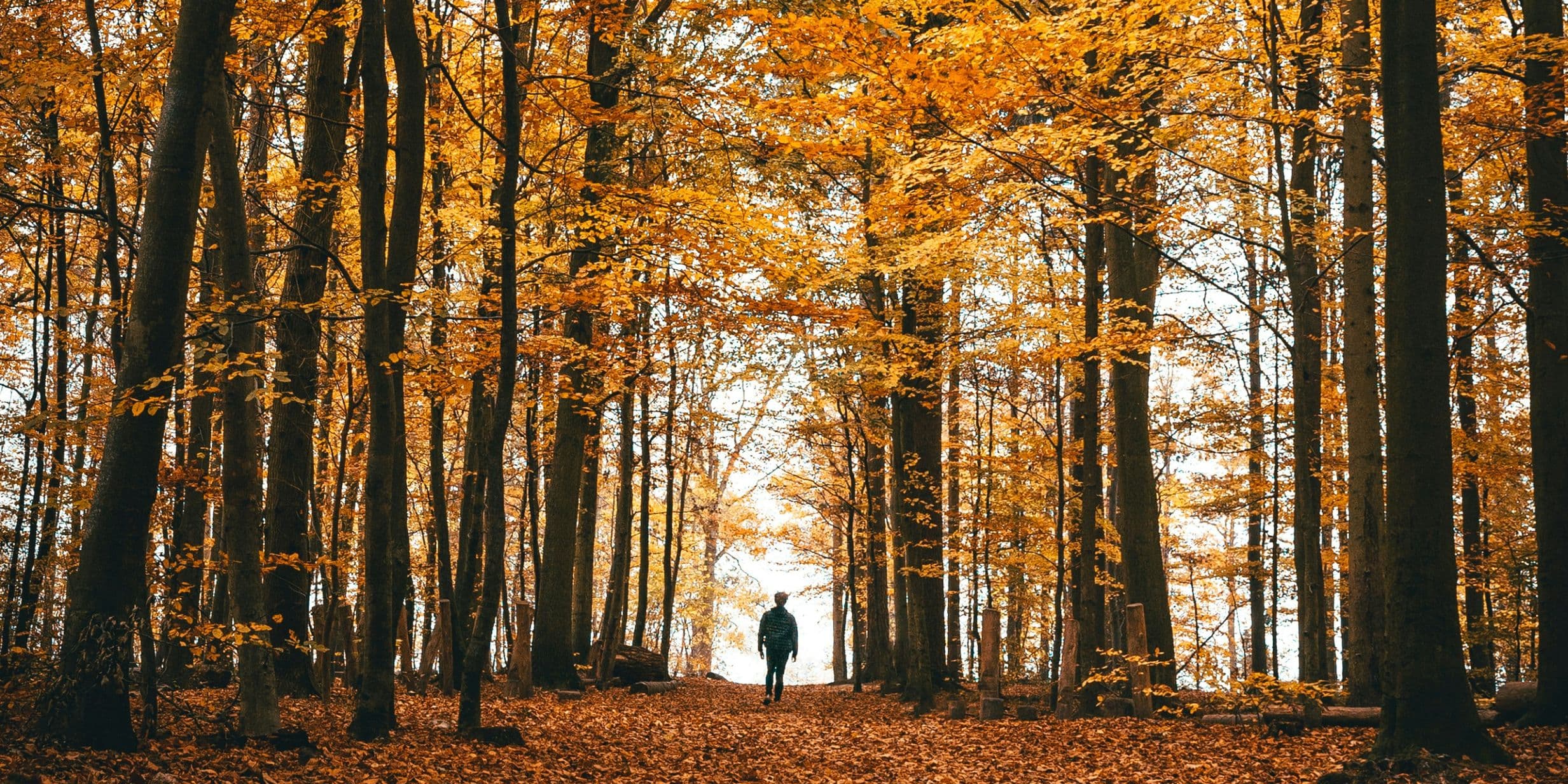 Person walking on leaf-covered path through tall trees with golden-orange autumn foliage.