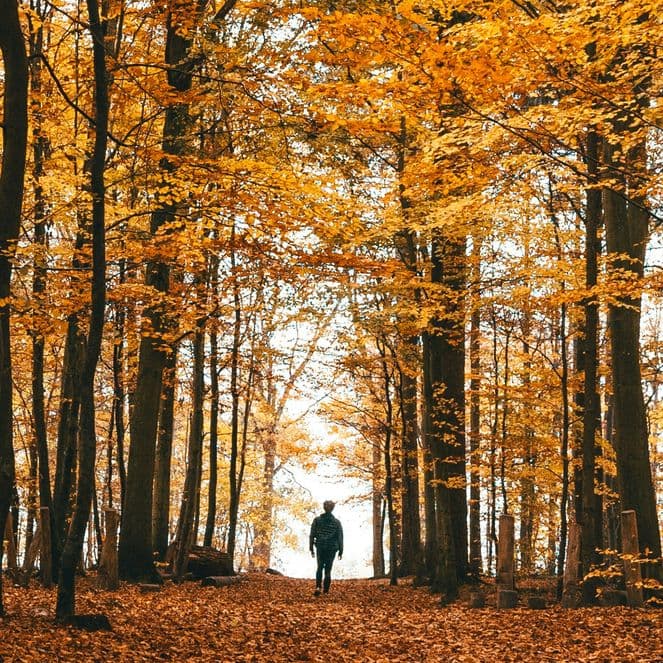 Person walking on leaf-covered path through tall trees with golden-orange autumn foliage.