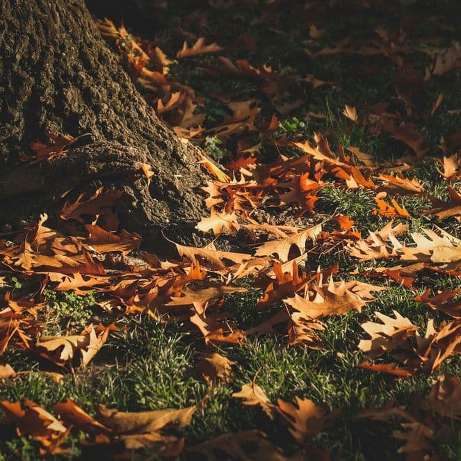 Sunlit autumn leaves scattered on grass around the base of a tree, creating a warm, earthy scene.