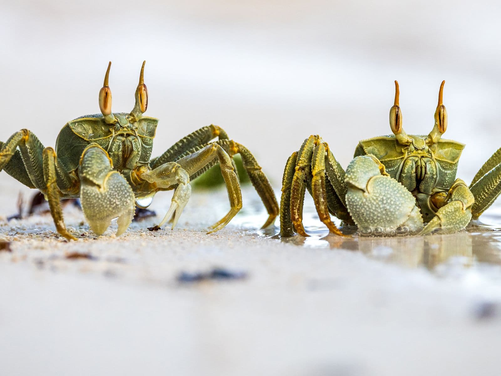 Two small crabs with raised claws stand on a sandy beach near the water's edge, surrounded by small bits of debris.