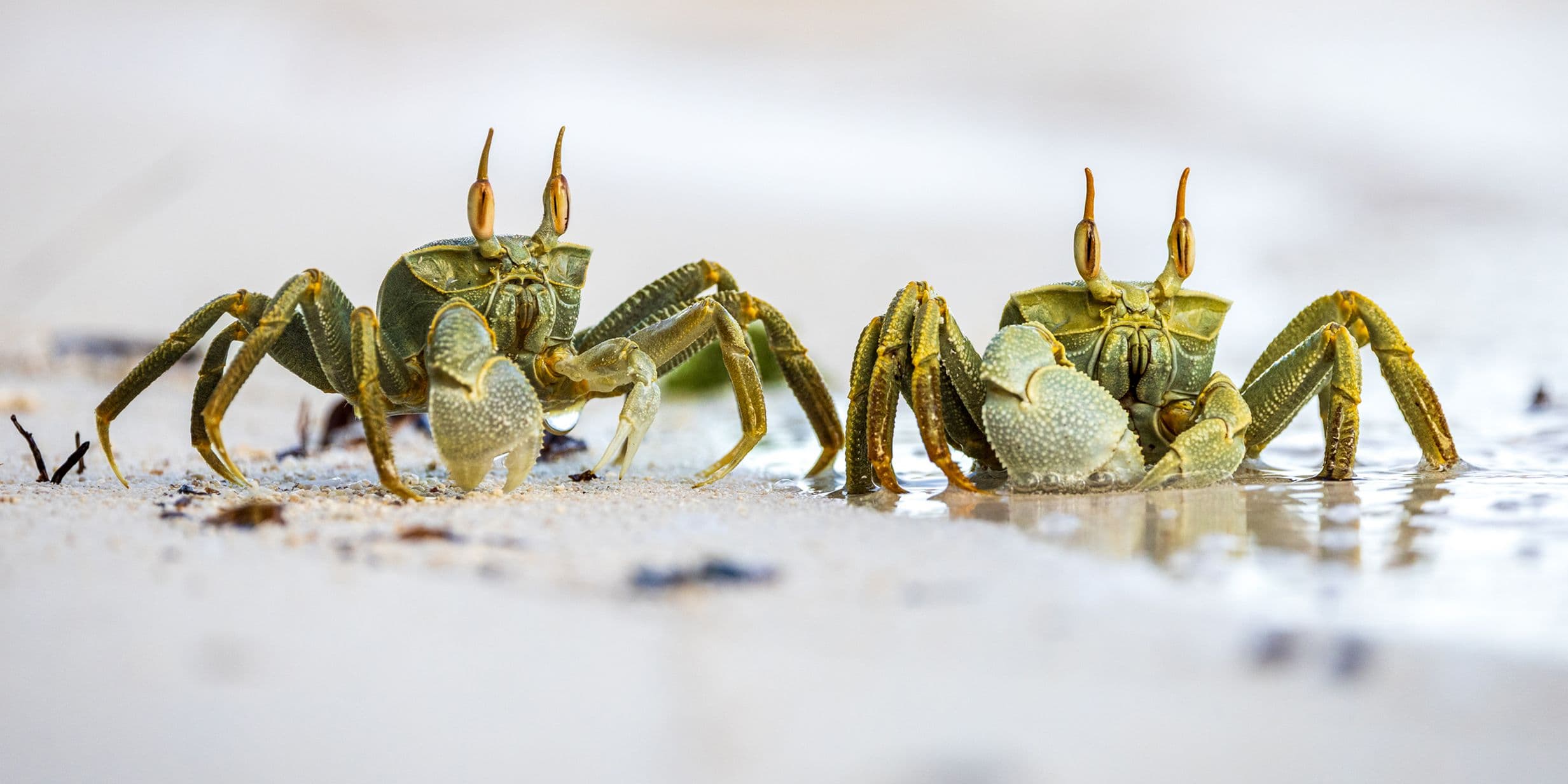 Two small crabs with raised claws stand on a sandy beach near the water's edge, surrounded by small bits of debris.