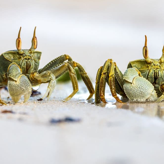 Two small crabs with raised claws stand on a sandy beach near the water's edge, surrounded by small bits of debris.