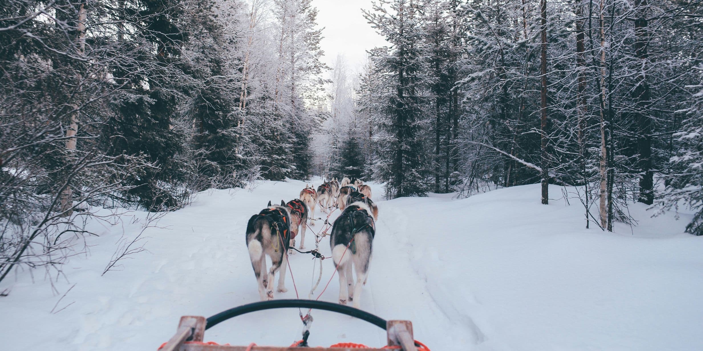 A team of sled dogs pulls a sled through a snowy forest trail, surrounded by tall, snow-covered trees under a cloudy sky.