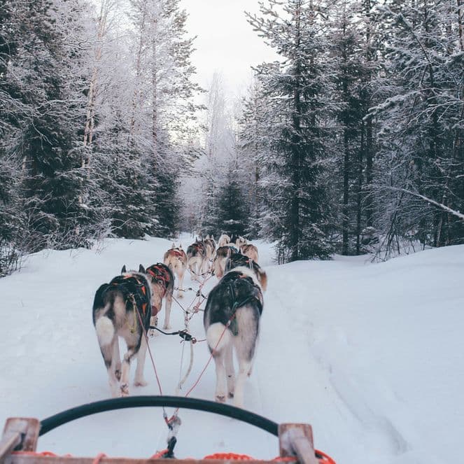 A team of sled dogs pulls a sled through a snowy forest trail, surrounded by tall, snow-covered trees under a cloudy sky.