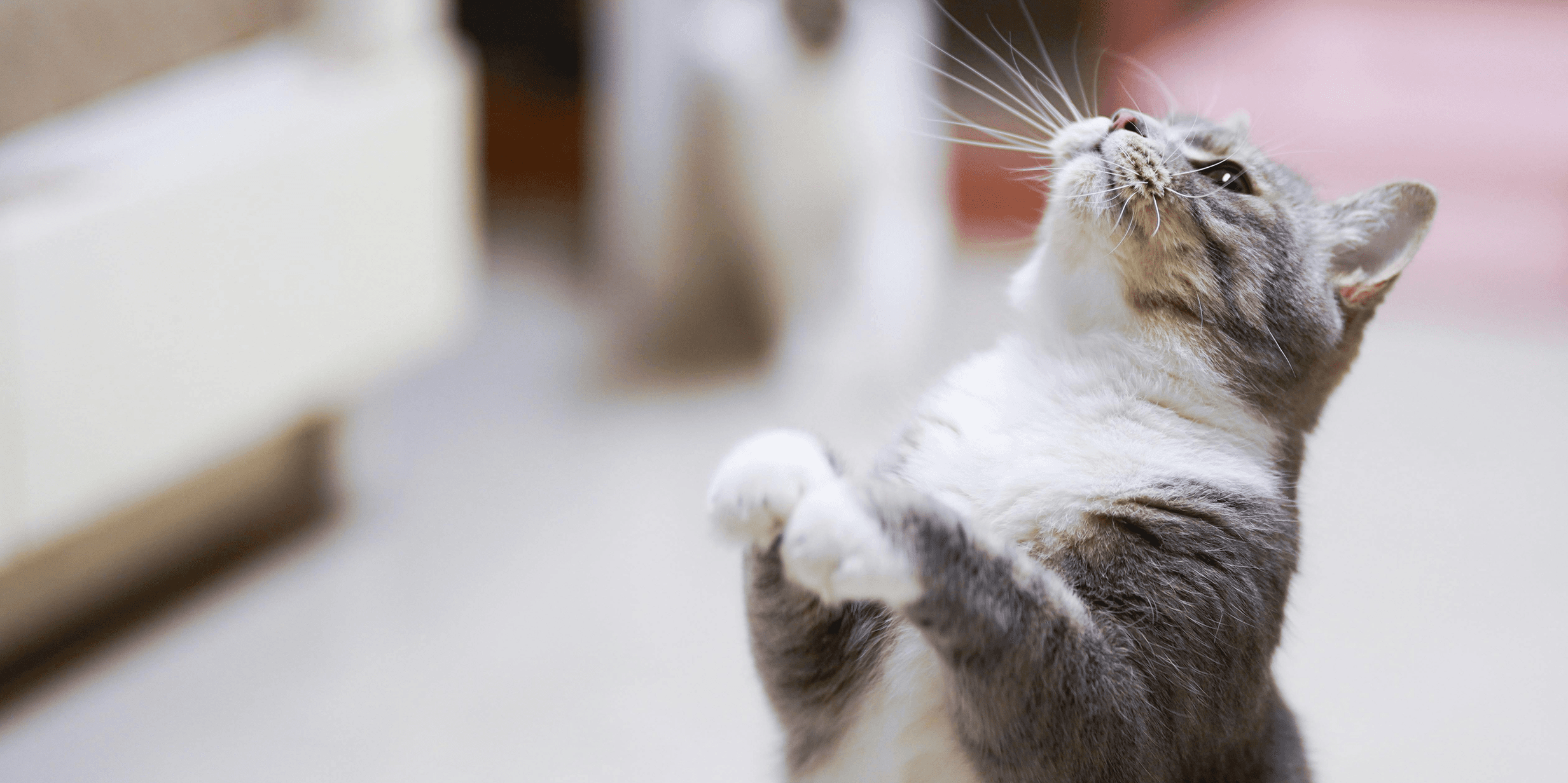 What is depth of field in photography?