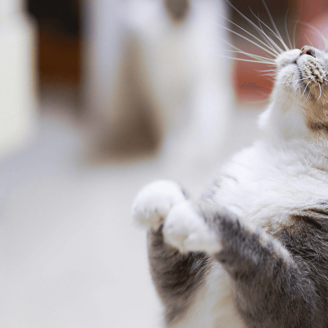 What is depth of field in photography?