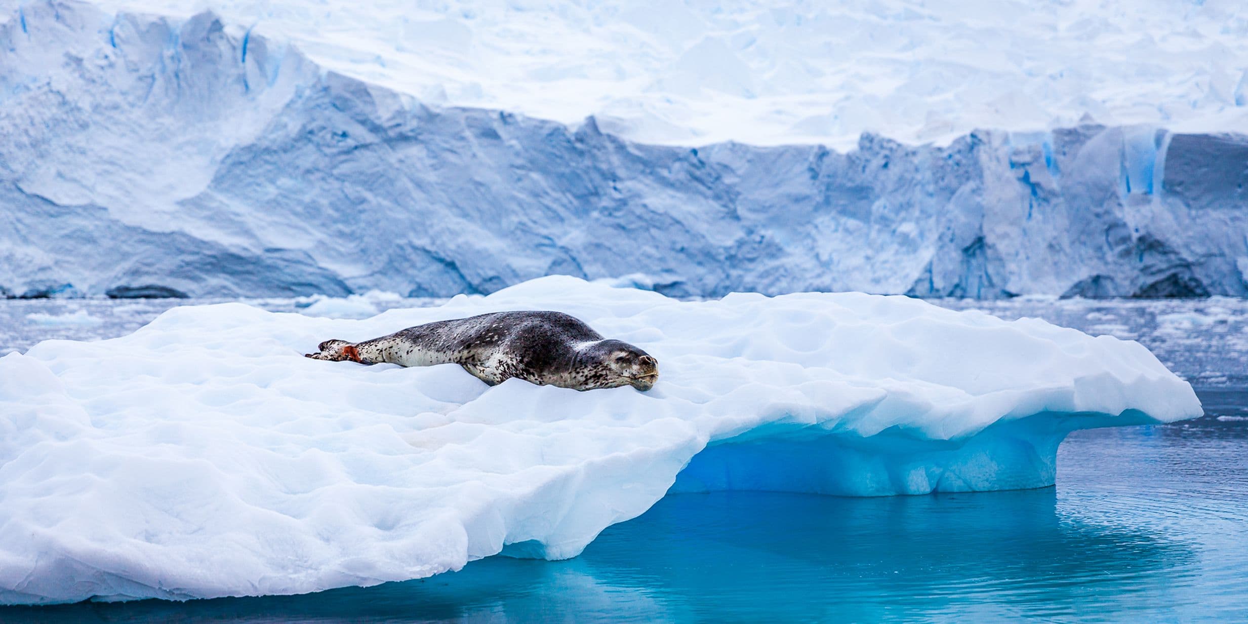 Seal resting on a floating ice sheet in a serene, icy landscape with blue water and snow-covered mountains in the background.
