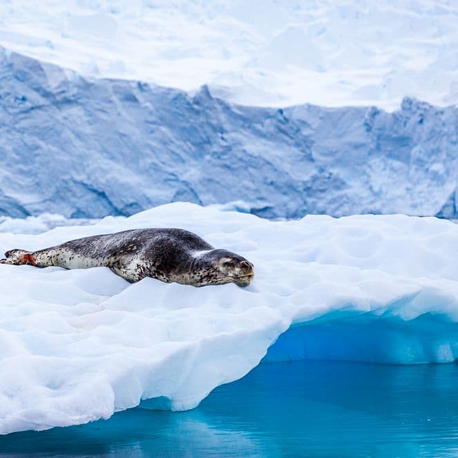 Seal resting on a floating ice sheet in a serene, icy landscape with blue water and snow-covered mountains in the background.