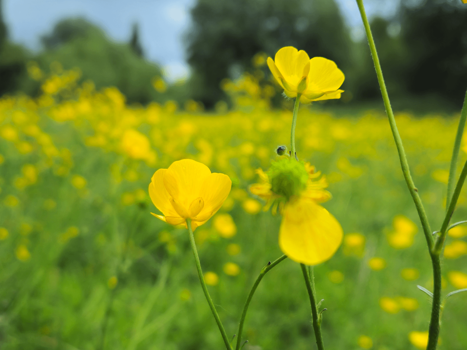 Meistern Sie die Schärfentiefe in Ihrer Android-Fotografie