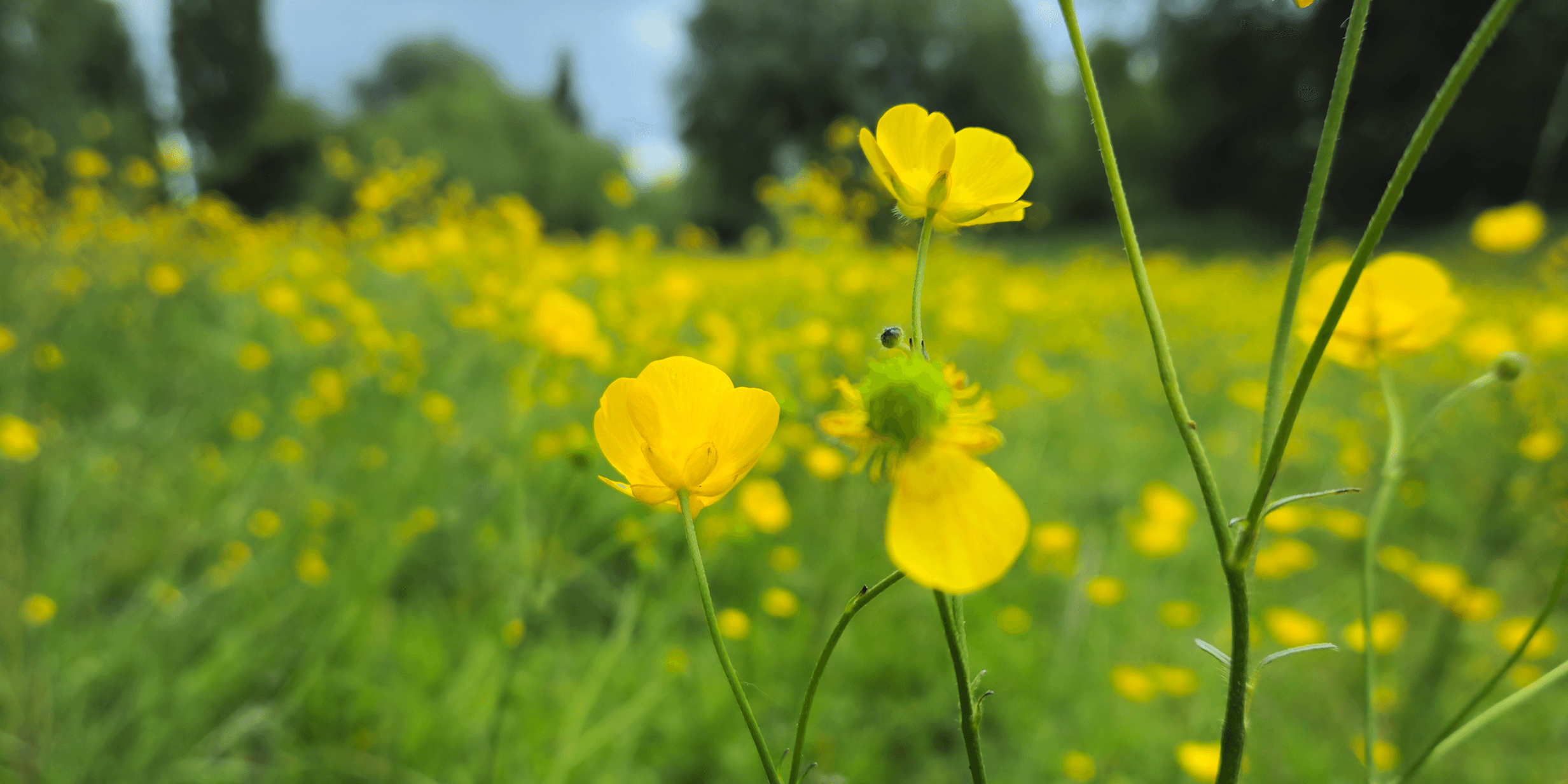 Meistern Sie die Schärfentiefe in Ihrer Android-Fotografie