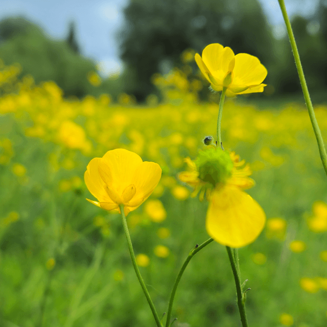 Meistern Sie die Schärfentiefe in Ihrer Android-Fotografie