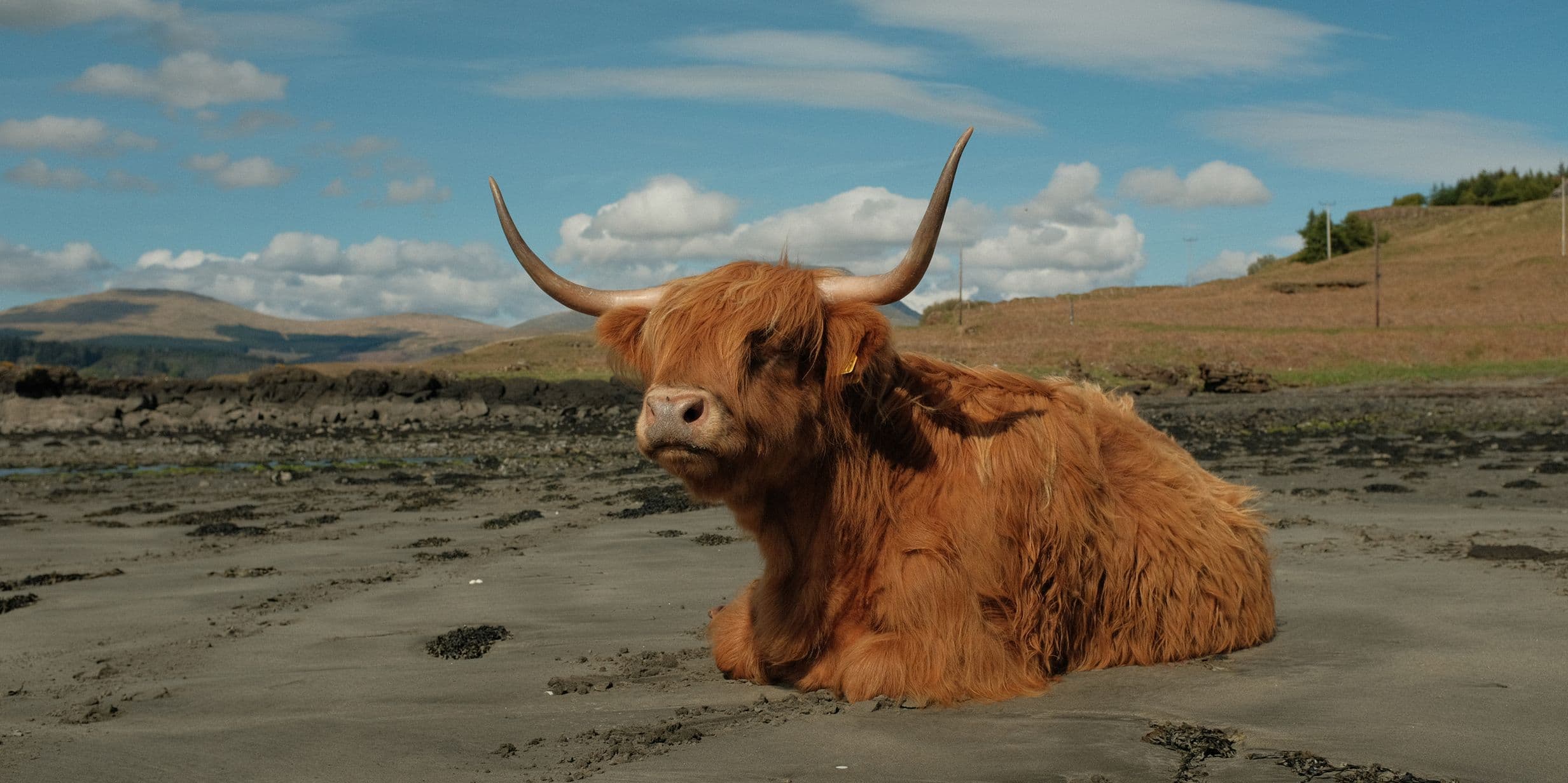 Just a casual Highland cow taking a rest on the damp sand below the road on Mull_Liz Seabrook_1