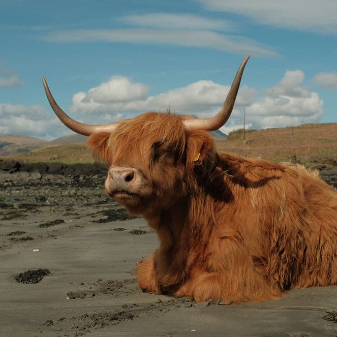 Just a casual Highland cow taking a rest on the damp sand below the road on Mull_Liz Seabrook_1