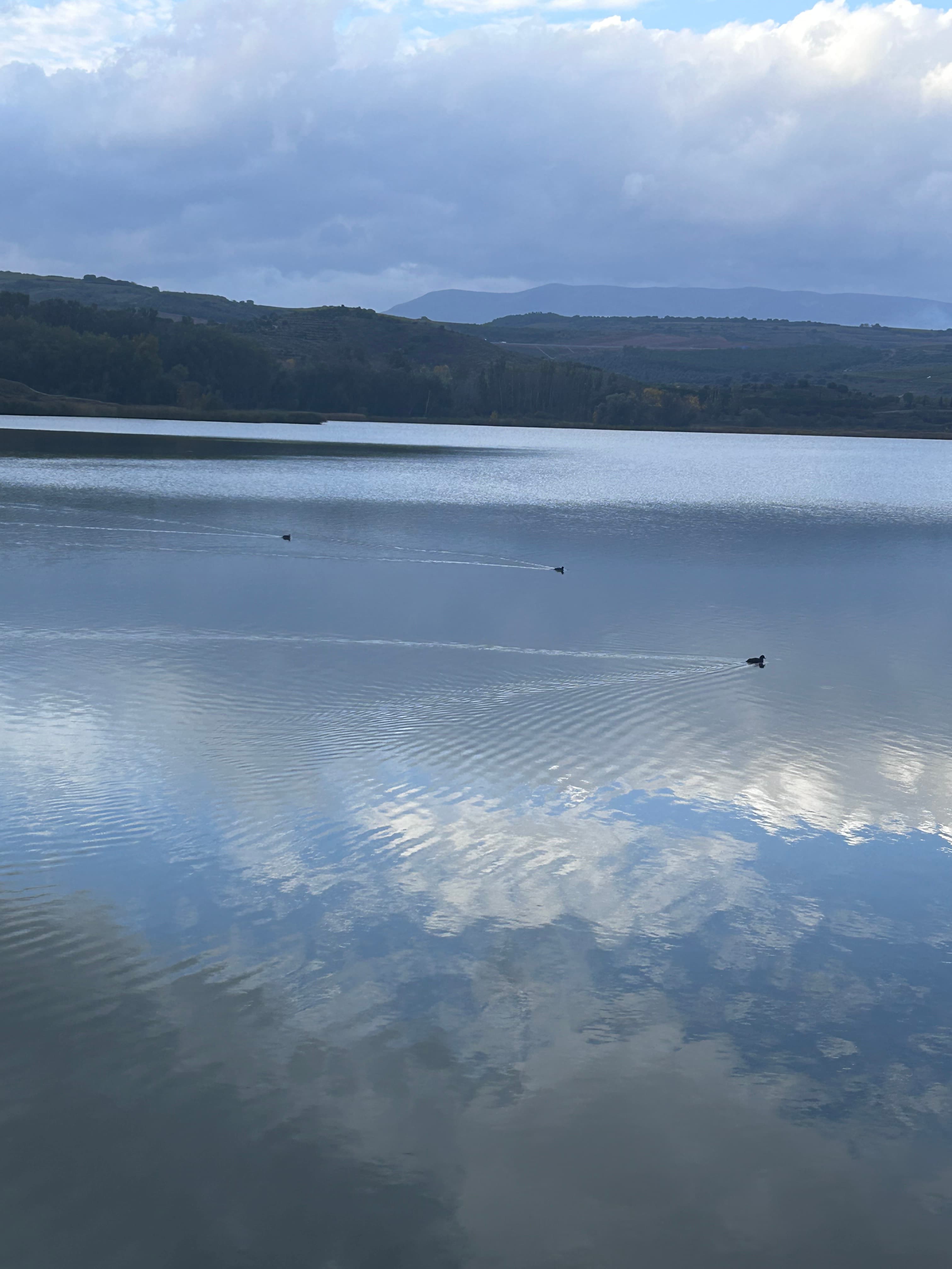 A serene lake with a reflective surface, two ducks swimming, surrounded by hills under a cloudy sky.