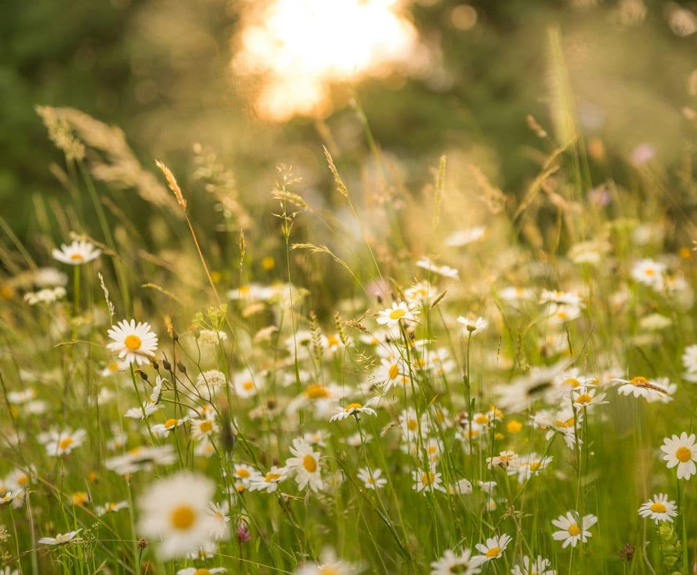 Popsa is a Certified B Corp™