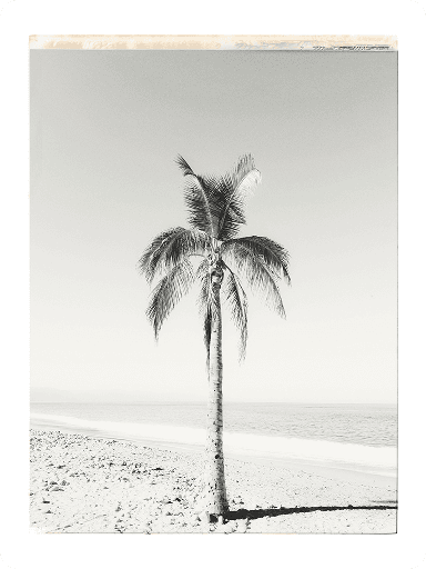 Black and white photo of a solitary palm tree on a sandy beach with a calm sea and clear sky in the background.