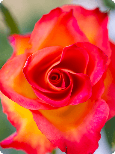 Close-up of a vibrant rose with red and yellow petals, showcasing intricate layers and a soft blurred background.