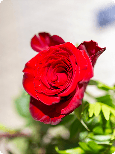 Close-up of a vibrant red rose in full bloom, surrounded by green leaves, with a blurred background.