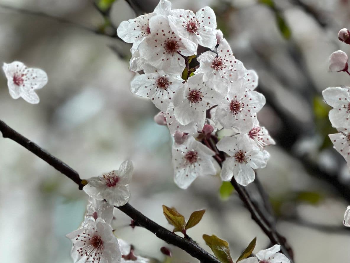 Master depth of field in your iPhone photography