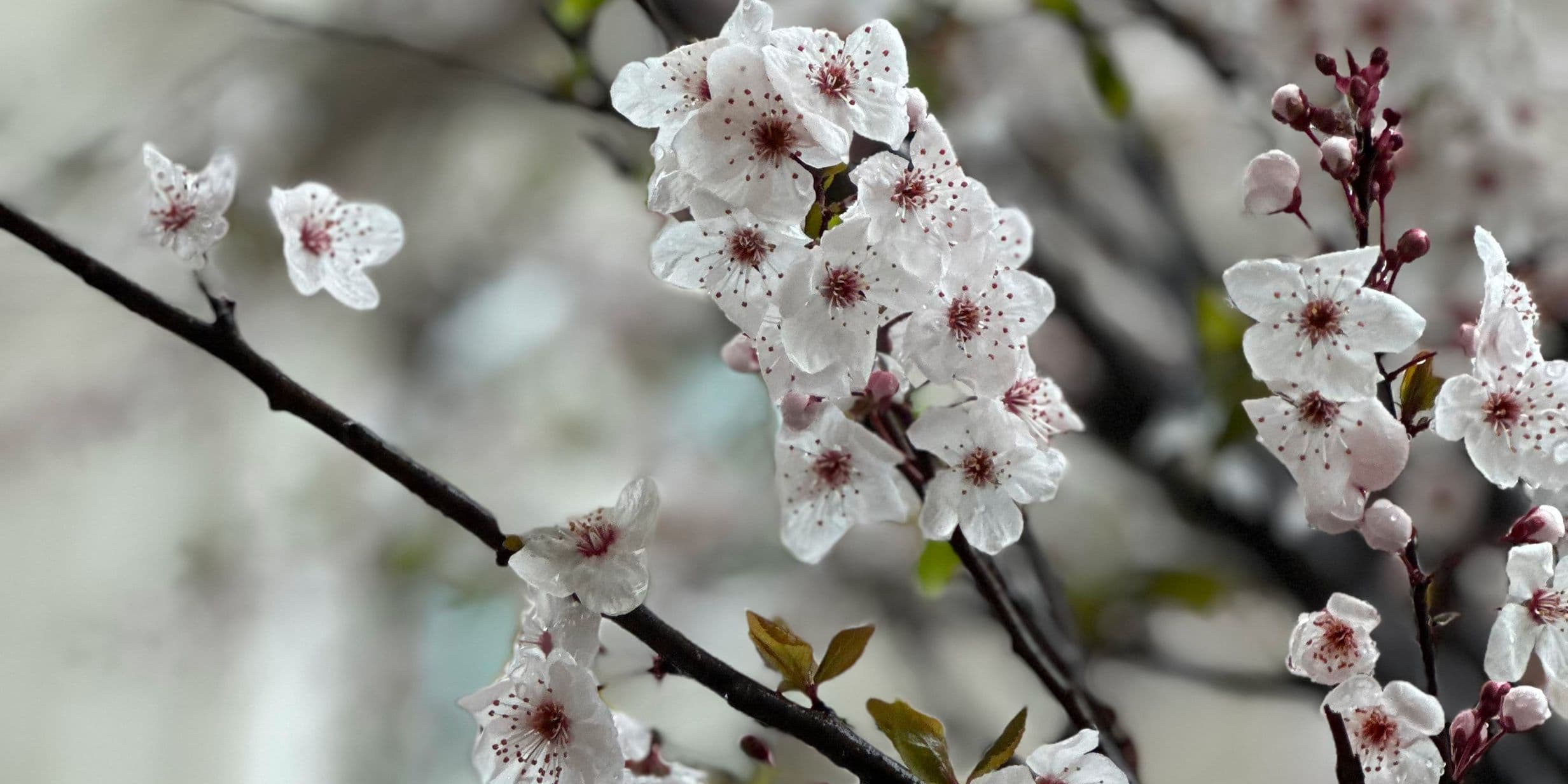 Meistere Tiefeneffekte mit deinem iPhone