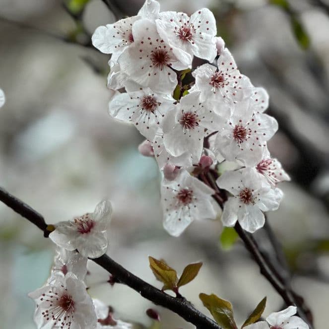 Meistere Tiefeneffekte mit deinem iPhone
