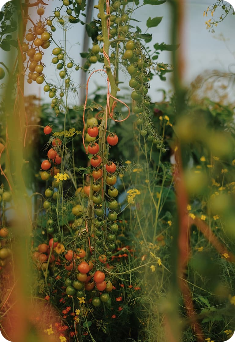 Vertical tomato vines laden with clusters of cherry tomatoes ripening from green to red among foliage and small yellow flowers.