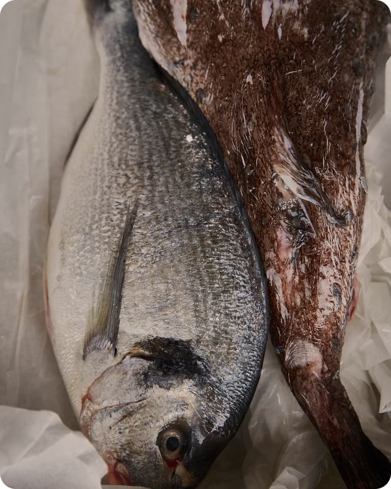 Close-up of a whole frozen salmon fish.