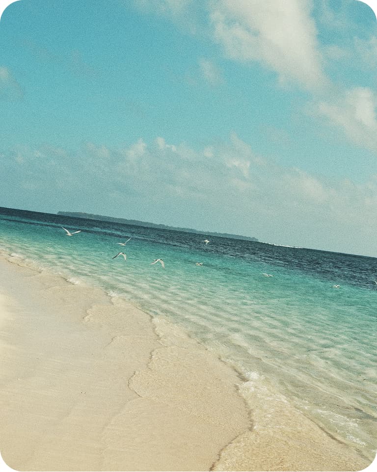 Sandy beach with gentle turquoise waves, a few white seabirds flying above the shoreline and a distant island under a blue sky.